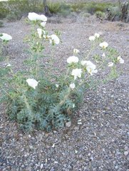 Argemone pleiacantha