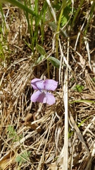 Viola dactyloides