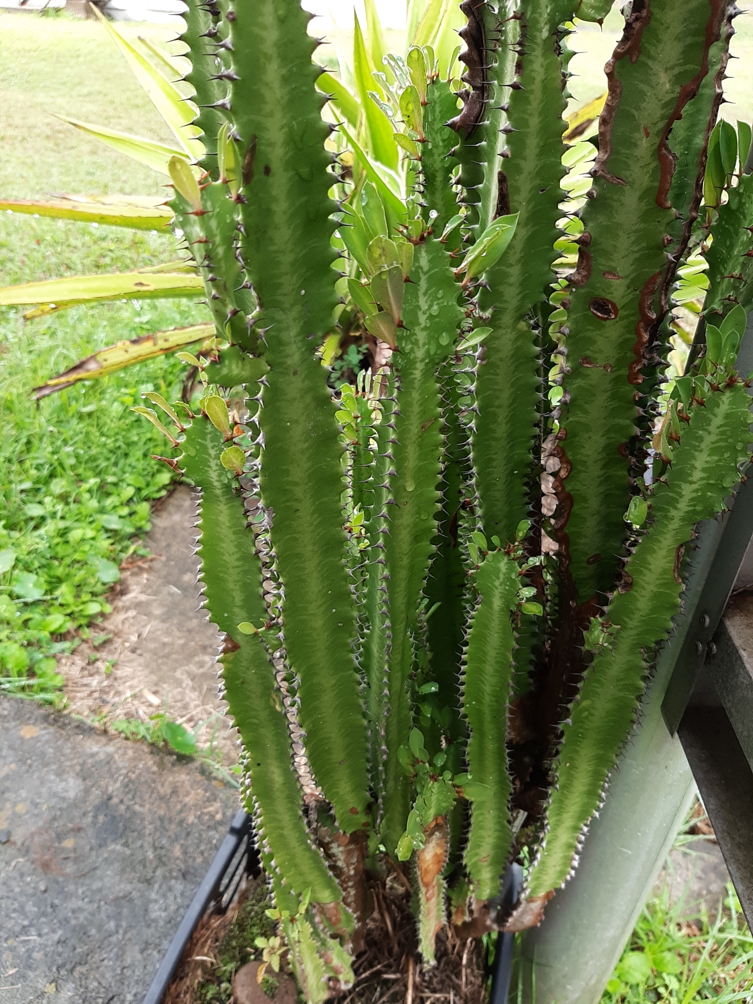 Euphorbia trigona