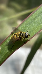 Myathropa florea
