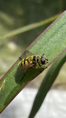 Myathropa florea