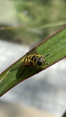 Myathropa florea