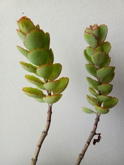 Kalanchoe