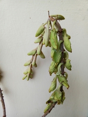 Kalanchoe