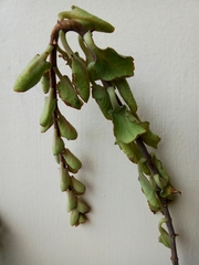 Kalanchoe