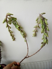 Kalanchoe
