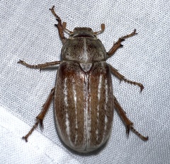 Polyphylla occidentalis