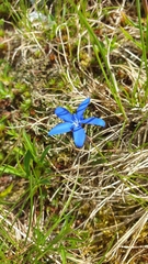 Gentiana brachyphylla brachyphylla