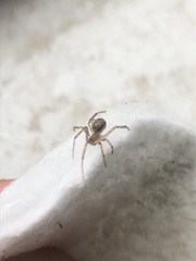 Araneomorphae