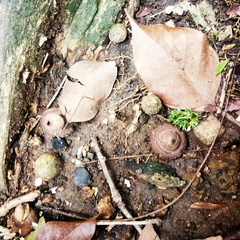 Geastrum