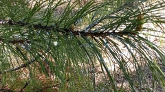 Pineus cembrae