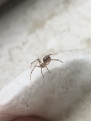 Araneomorphae