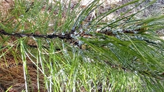 Pineus cembrae