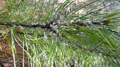 Pineus cembrae