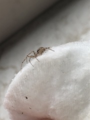 Araneomorphae
