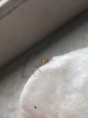 Araneomorphae