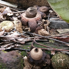 Geastrum