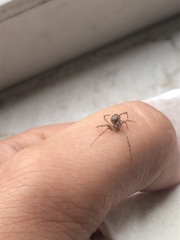 Araneomorphae