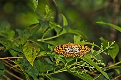 Epobeidia tigrata maxima