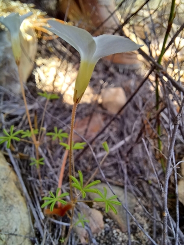 Image of Oxalis engleriana by (c) Danie Palm, some rights reserved (CC BY)