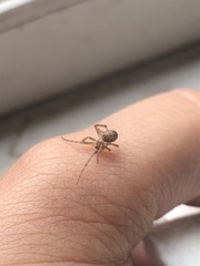 Araneomorphae