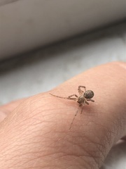 Araneomorphae
