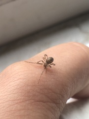 Araneomorphae