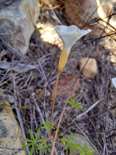 Image of Oxalis engleriana by (c) Danie Palm, some rights reserved (CC BY)