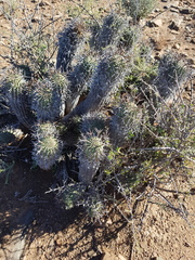 Euphorbia stellispina