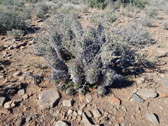 Euphorbia stellispina