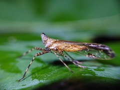 Orthopagus splendens