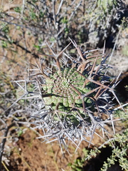 Euphorbia stellispina