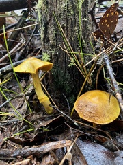 Cortinarius canarius