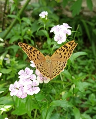 Argynnis pandora