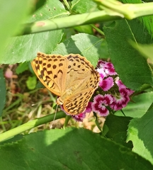 Argynnis pandora