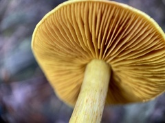 Cortinarius canarius