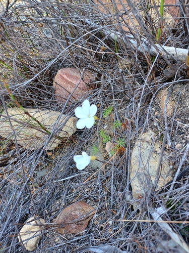 Image of Oxalis engleriana by (c) Danie Palm, some rights reserved (CC BY)