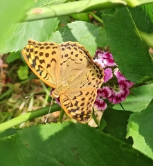 Argynnis pandora