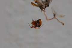 Parasteatoda lunata