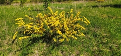 Chamaecytisus ruthenicus