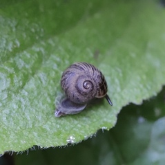 Cyclophorus martensianus