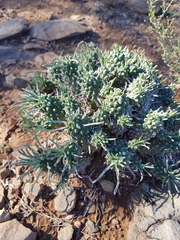 Euphorbia braunsii