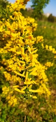 Chamaecytisus ruthenicus