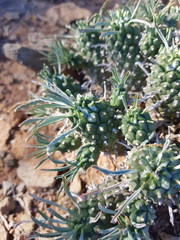 Euphorbia braunsii