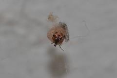 Parasteatoda lunata