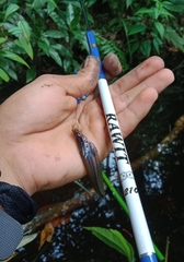 Kryptopterus macrocephalus