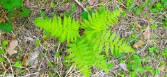Athyrium filix-femina