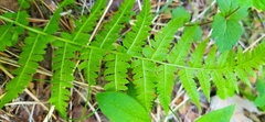Athyrium filix-femina