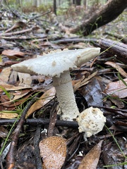 Amanita ananiceps