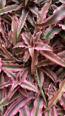 Cryptanthus bivittatus